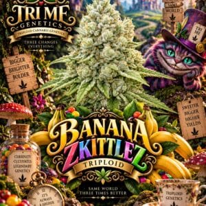 Tri Me Genetics Banana Zkittlez Triploid cannabis plant image 1