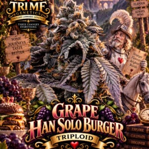 Tri Me Genetics Grape Han Solo Burger Triploid cannabis plant image 1