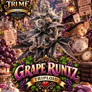 Tri Me Genetics Grape Runtz Triploid cannabis plant image 1
