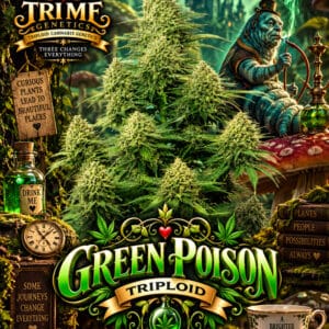 Tri Me Genetics Green Poison Triploid cannabis plant image 1