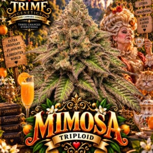 Tri Me Genetics Mimosa Triploid cannabis plant image 1