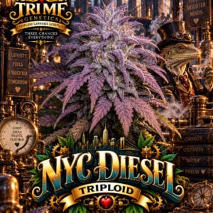 Tri Me Genetics NYC Diesel Triploid cannabis plant image 1