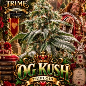 Tri Me Genetics OG Kush Triploid cannabis plant image 1