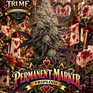 Tri Me Genetics Permanent Marker Triploid cannabis plant image 1