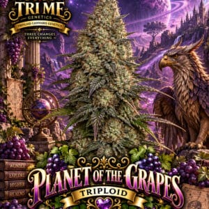 Tri Me Genetics Planet of the Grapes Triploid cannabis plant image 1