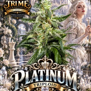 Tri Me Genetics Platinum Triploid cannabis plant image 1
