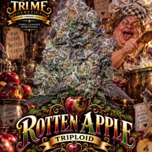 Tri Me Genetics Rotten Apple Triploid cannabis plant image 1
