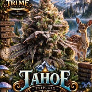 Tri Me Genetics Tahoe Triploid cannabis plant image 1