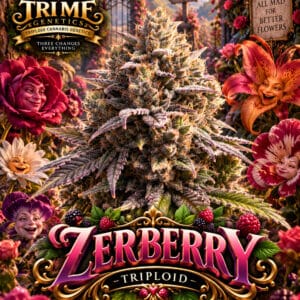 Tri Me Genetics Zerberry Triploid cannabis plant image 1